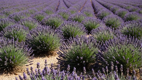 Découverte des traditions provençales : Entre lavande et festins