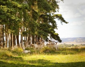 Les campings à La Flotte-en-Ré, pour des vacances entre mer et patrimoine